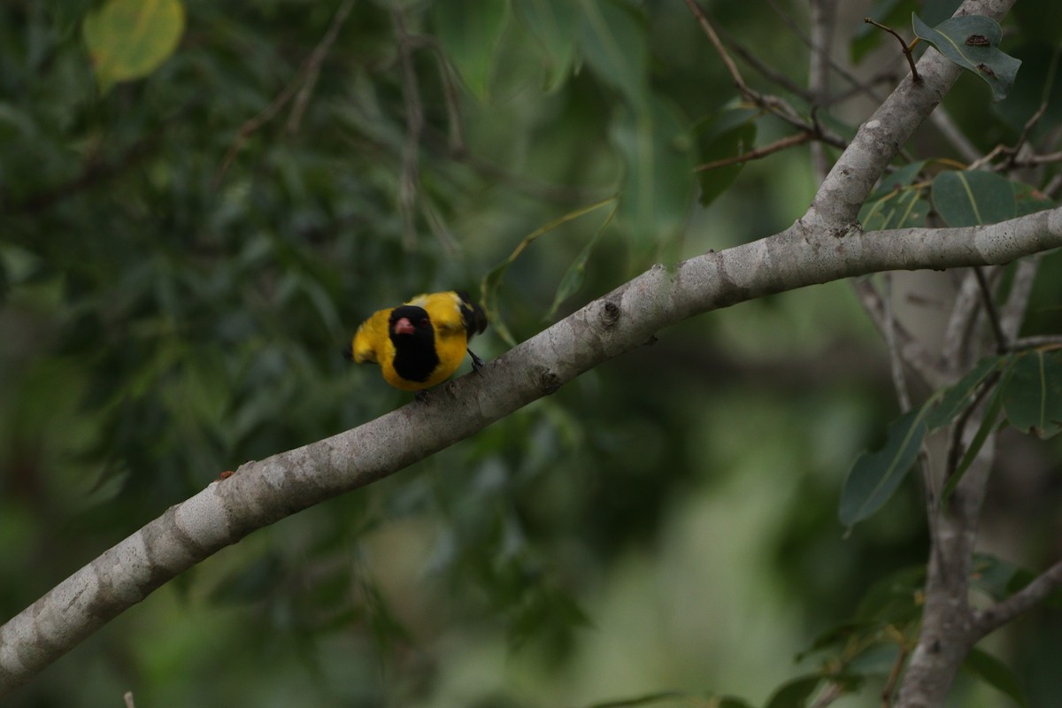 Black-hooded Oriole - ML625240880