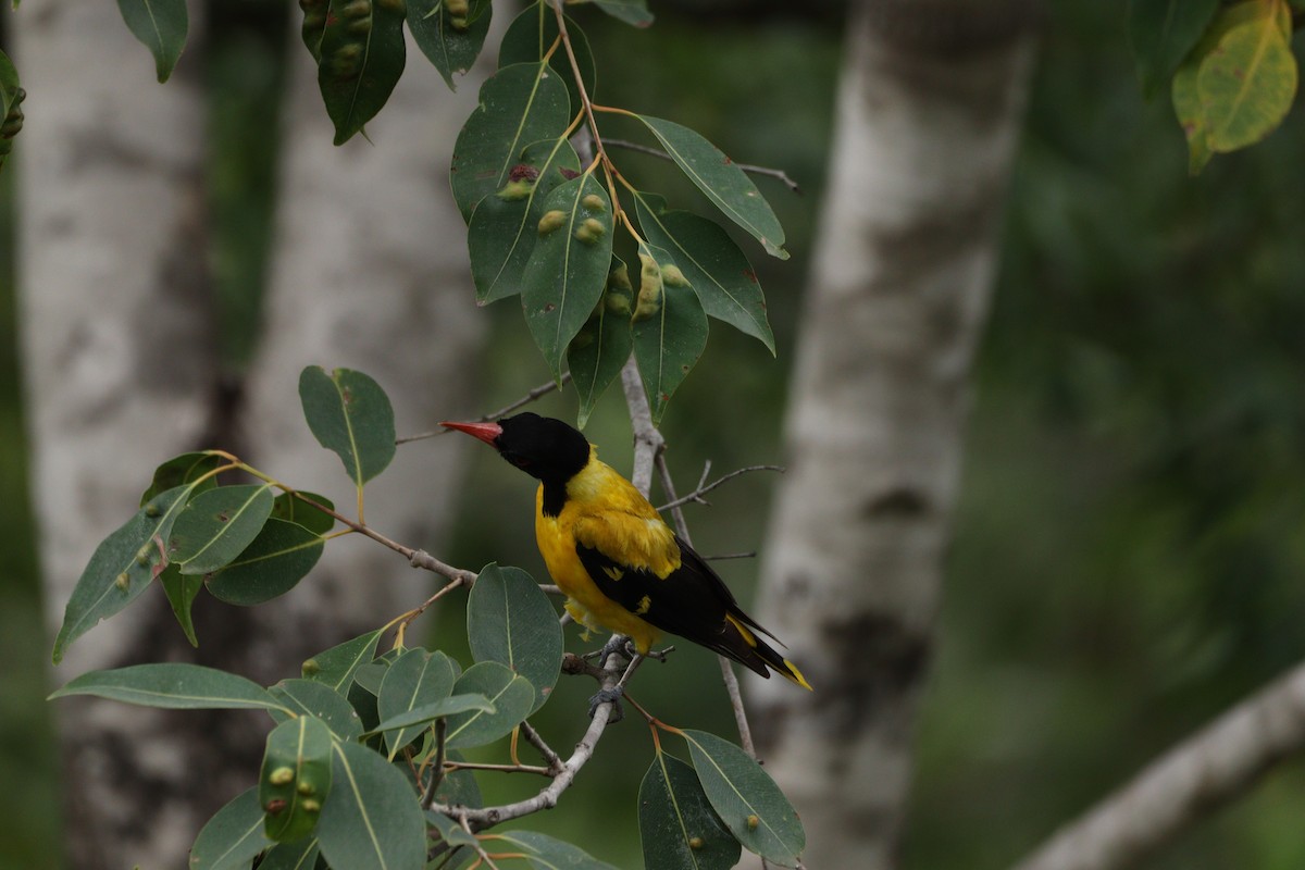Black-hooded Oriole - ML625240881