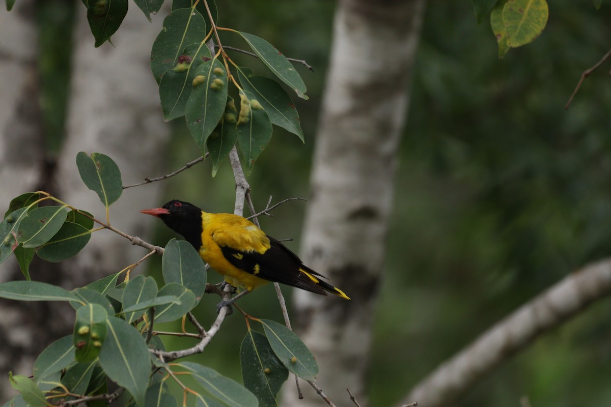 Black-hooded Oriole - ML625240882
