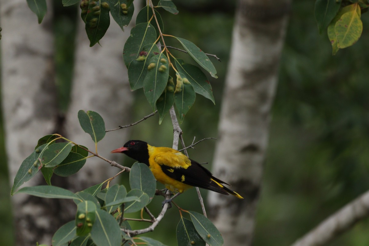 Black-hooded Oriole - ML625240883