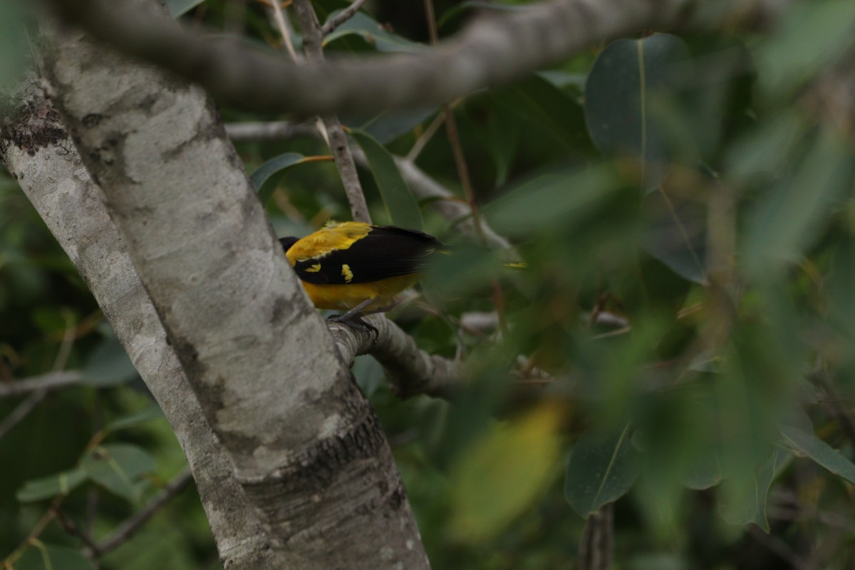 Black-hooded Oriole - ML625240884