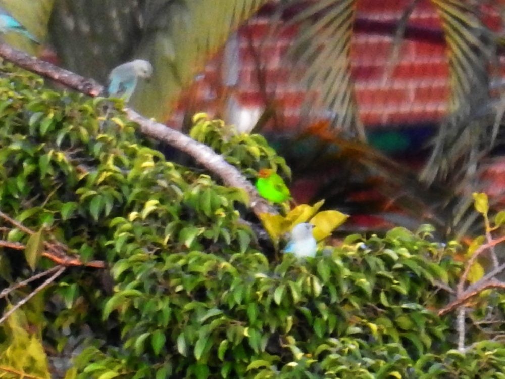 Bay-headed Tanager - ML625240886