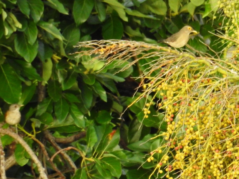 Spectacled Thrush - ML625240893