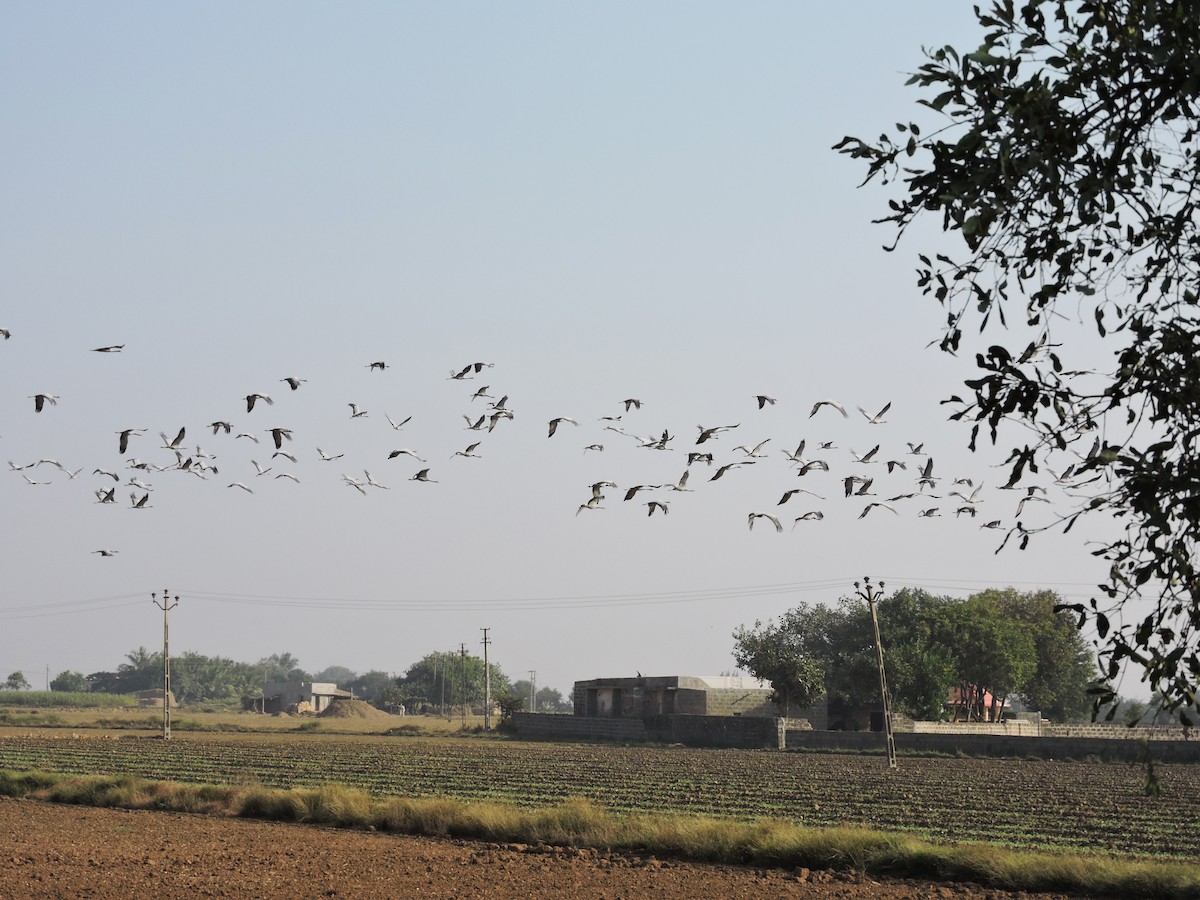 Demoiselle Crane - ML625240925