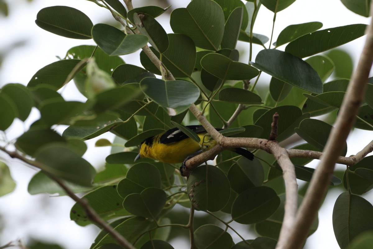Common Iora - ML625240928