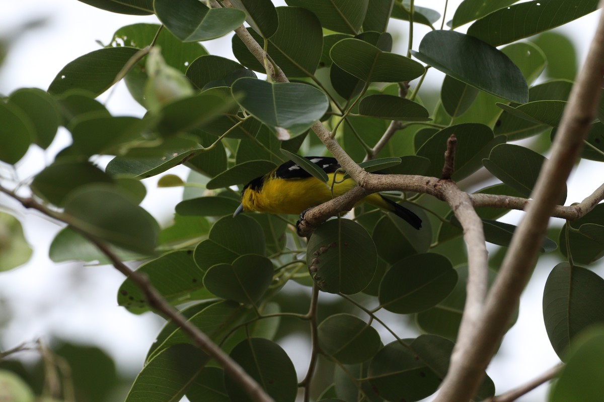 Common Iora - ML625240929