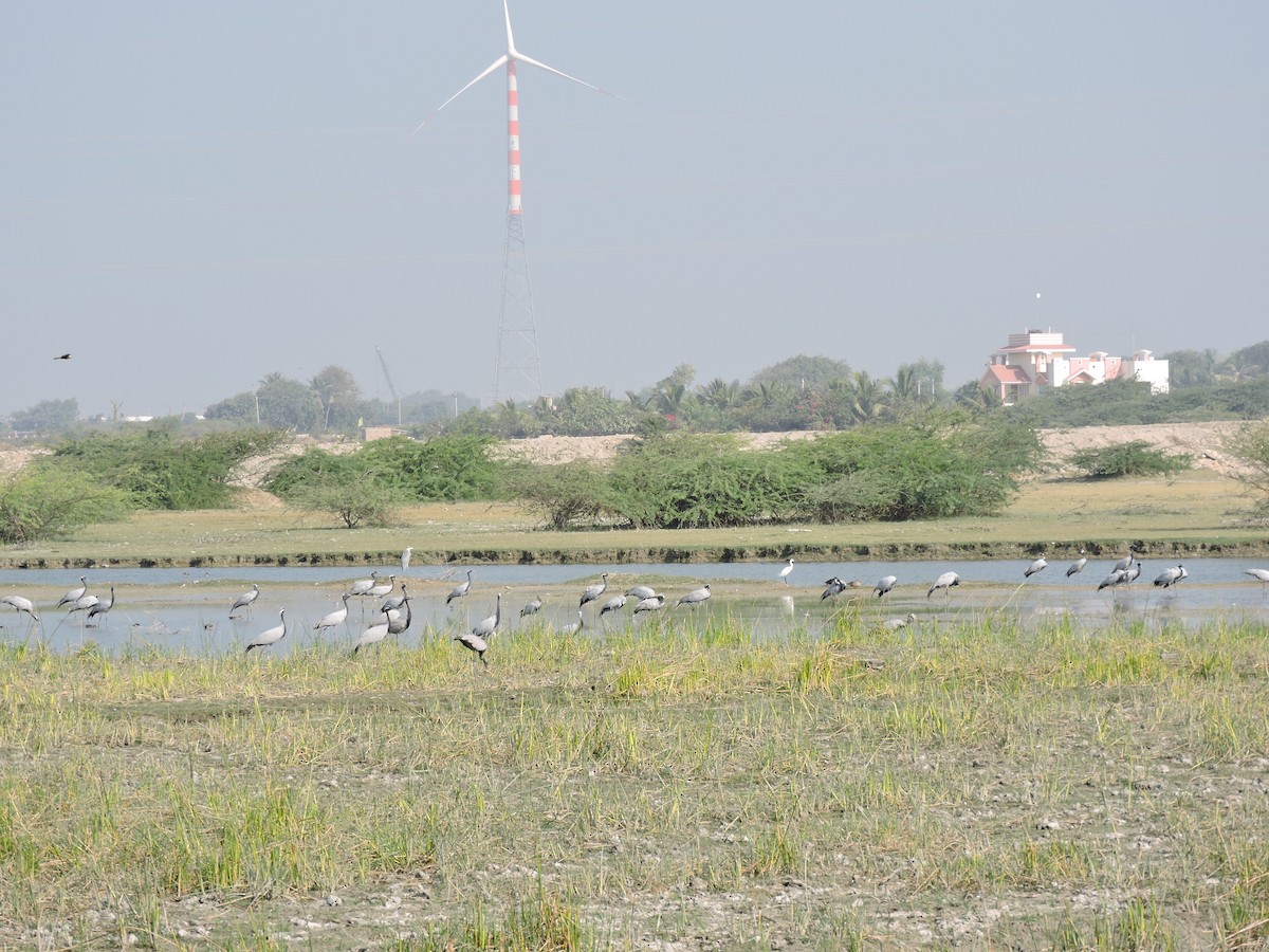 Demoiselle Crane - Prashant Sharma