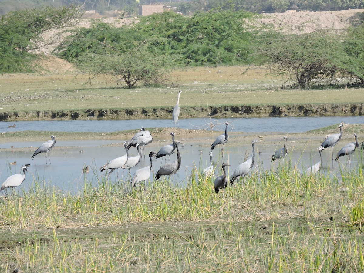 Demoiselle Crane - ML625240937