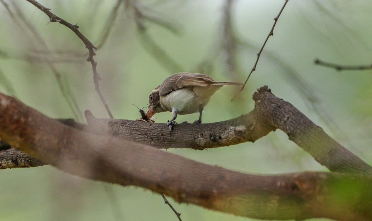 Common Woodshrike - ML625240947