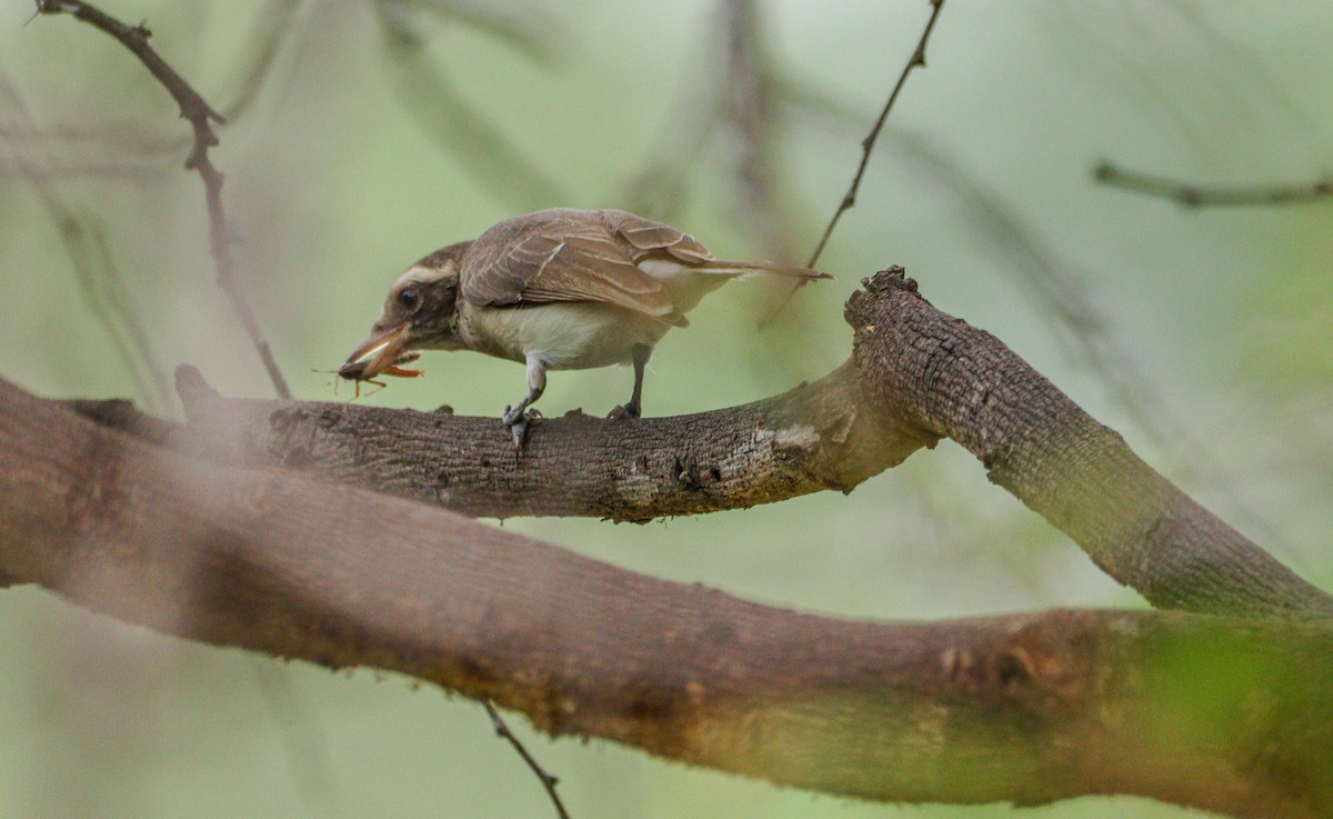 Common Woodshrike - ML625240948