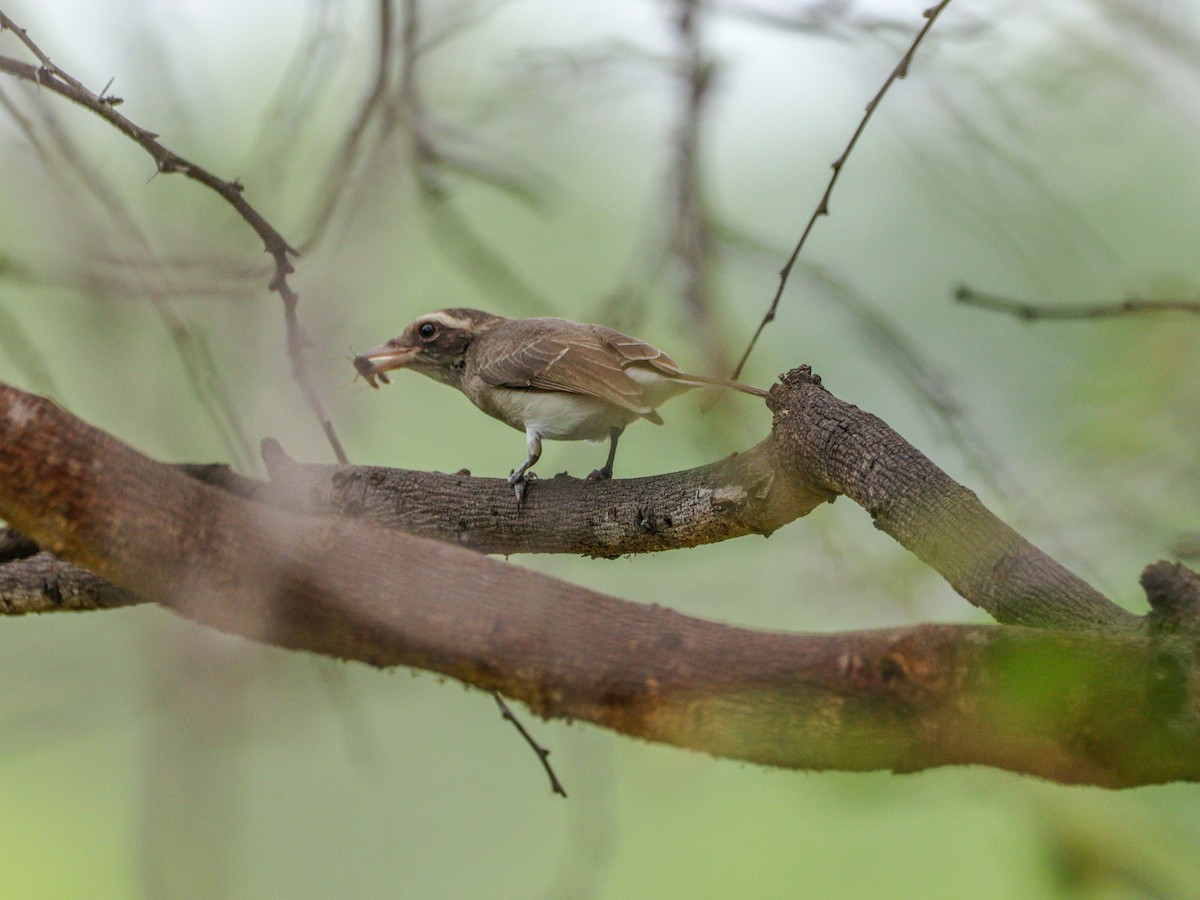 Common Woodshrike - ML625240949