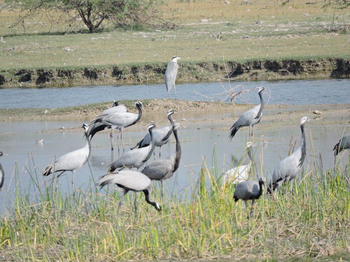 Demoiselle Crane - ML625240953