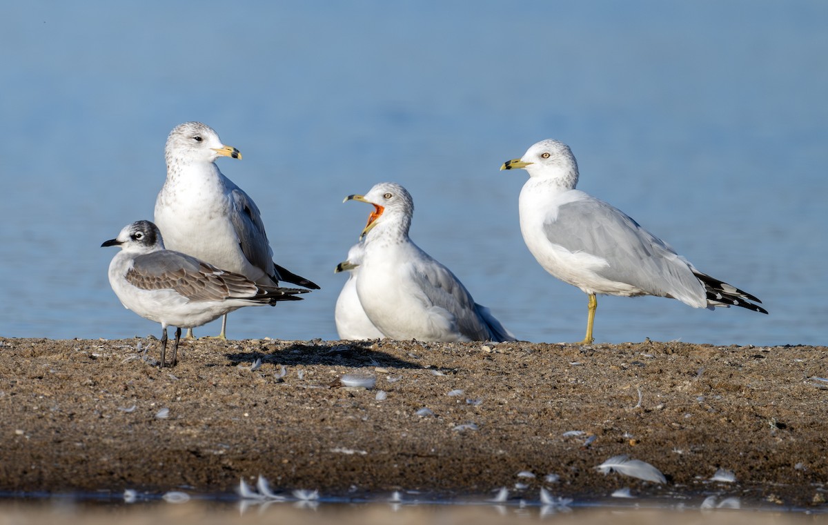 Franklin's Gull - Greg Courtney