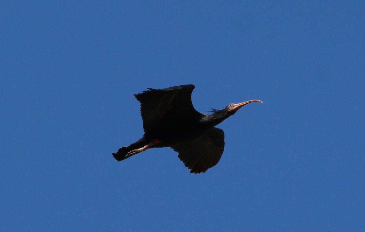 Ibis eremita - ML625241093
