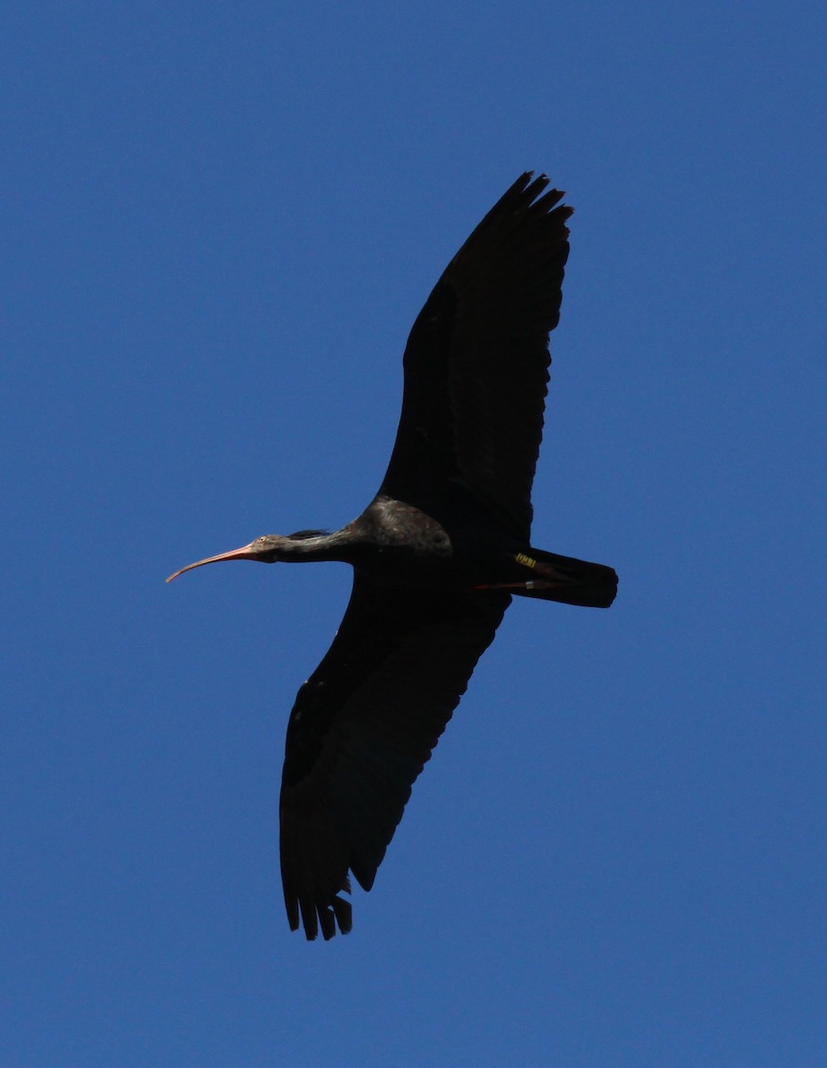 Ibis eremita - ML625241094