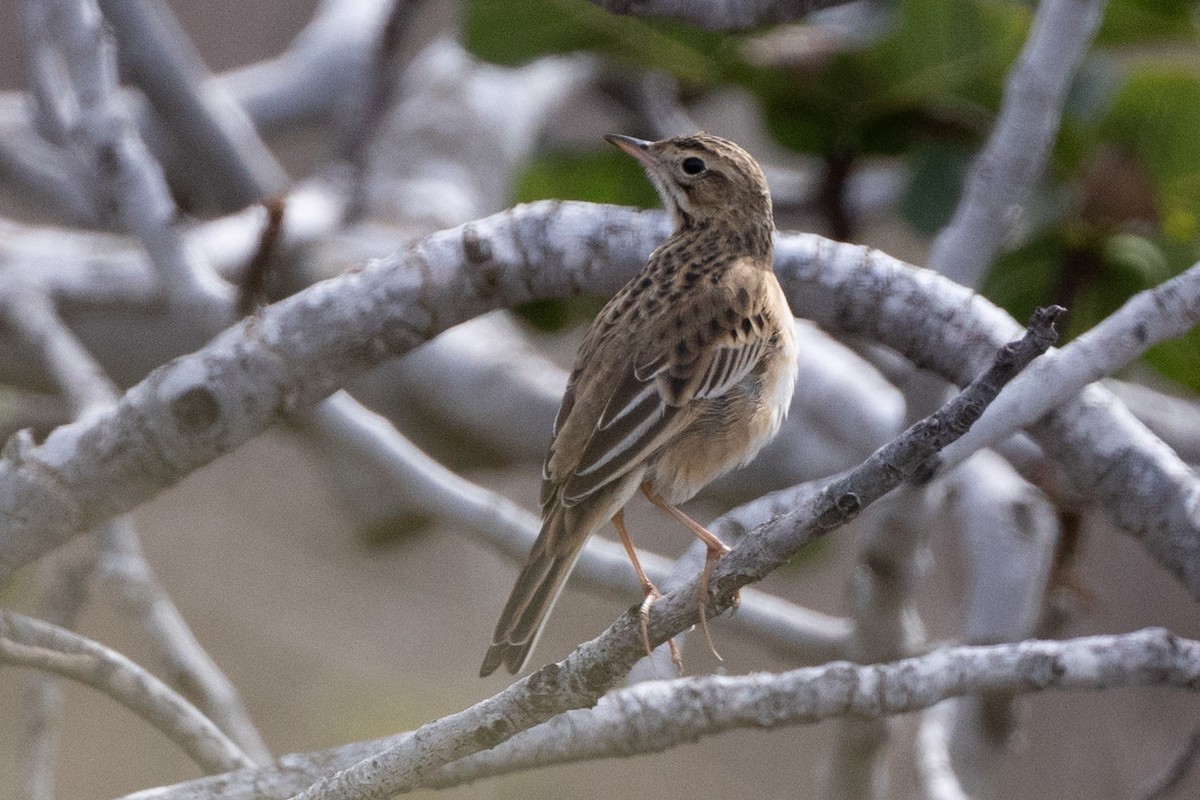 Richard's Pipit - ML625241114