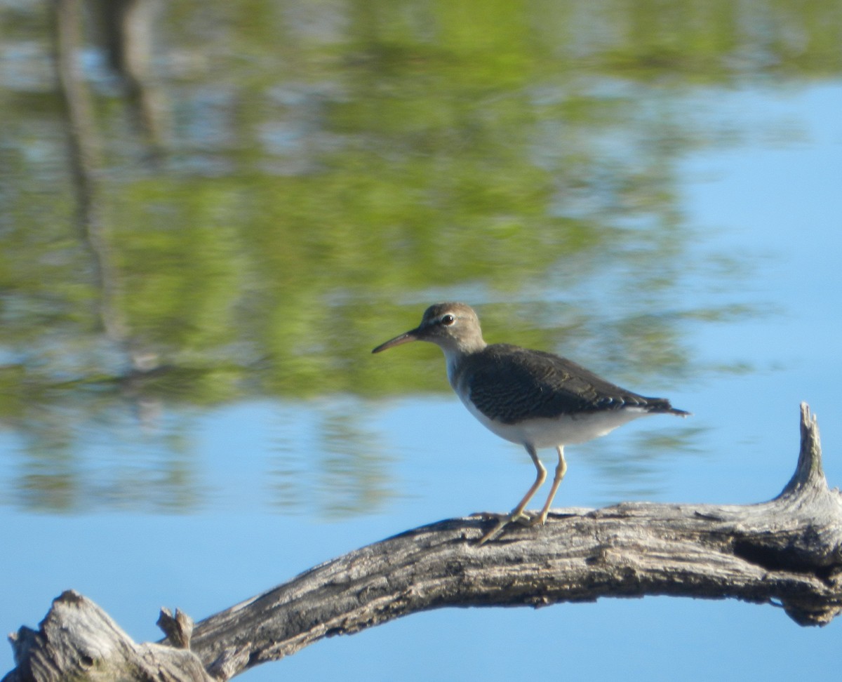 Spotted Sandpiper - ML625241200