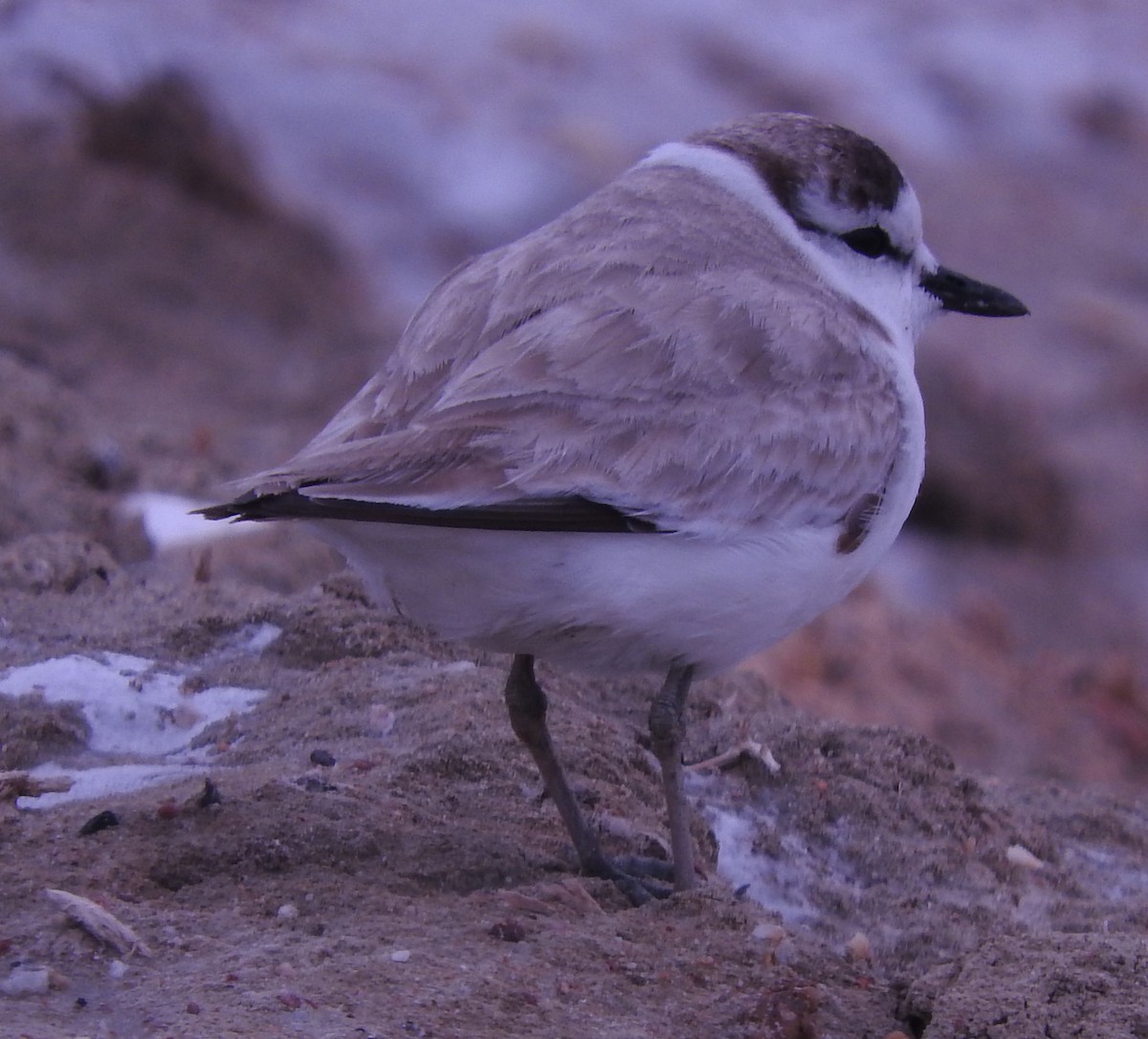 White-fronted Plover - ML625241213