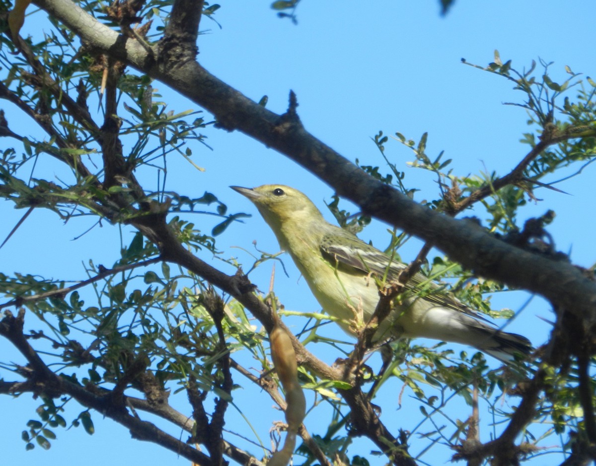 Paruline rayée - ML625241265