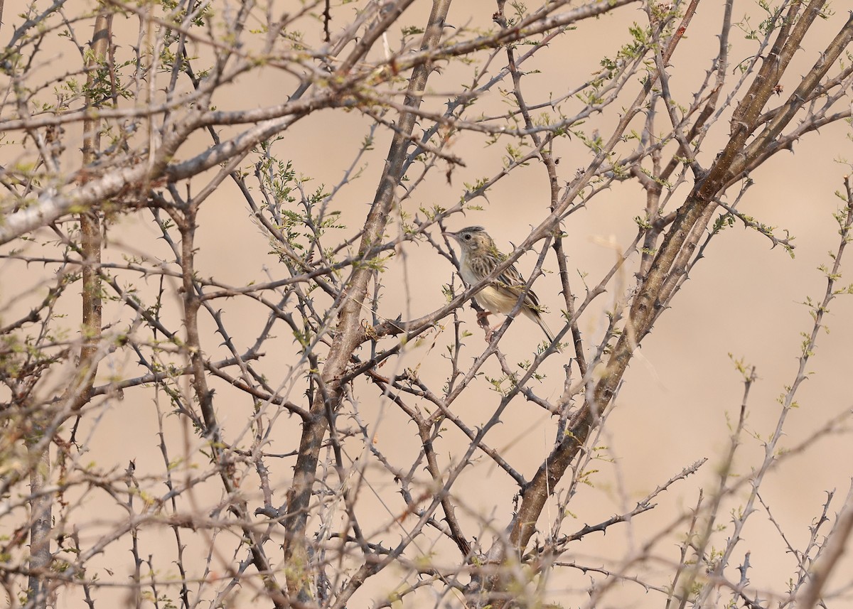 Desert Cisticola - ML625241275