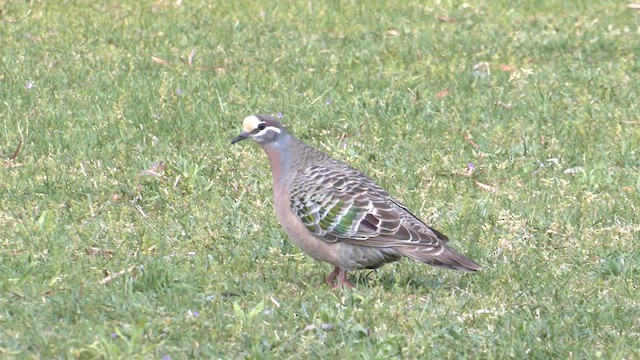 Common Bronzewing - ML625241310
