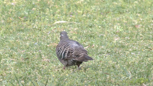 Common Bronzewing - ML625241311