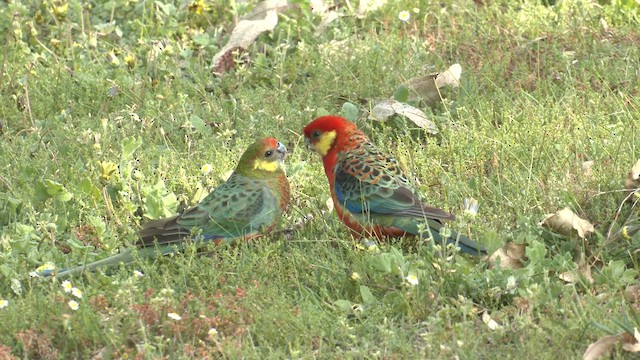 ココノエインコ - ML625241318