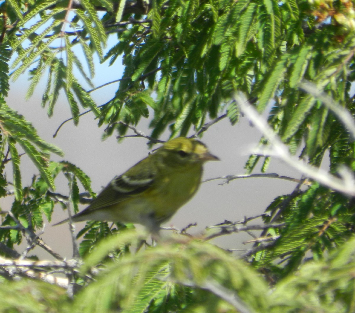 Paruline rayée - ML625241327