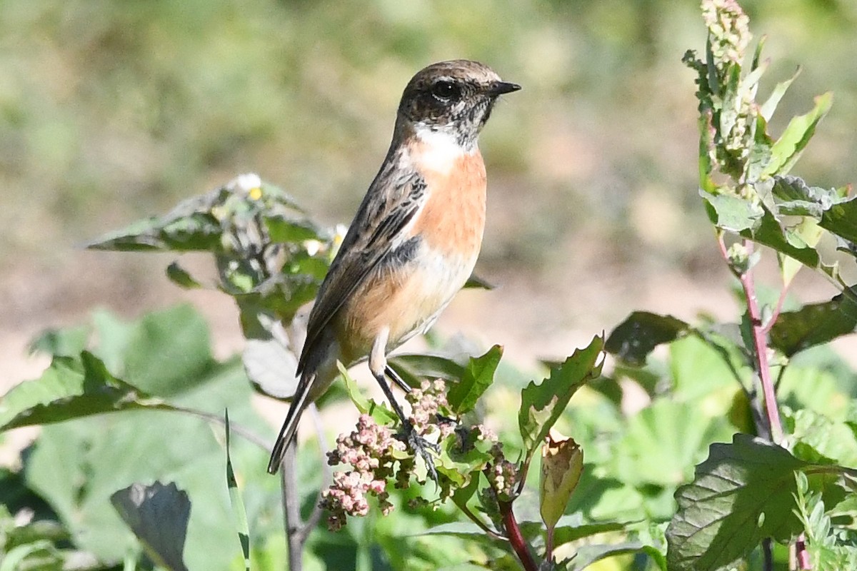 Siberian Stonechat (Caspian) - Juan José  Bazan Hiraldo