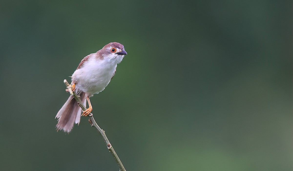 Yellow-eyed Babbler - ML625241335