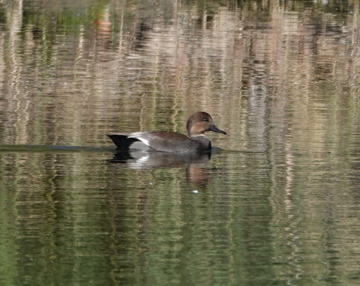 Gadwall - ML625241367