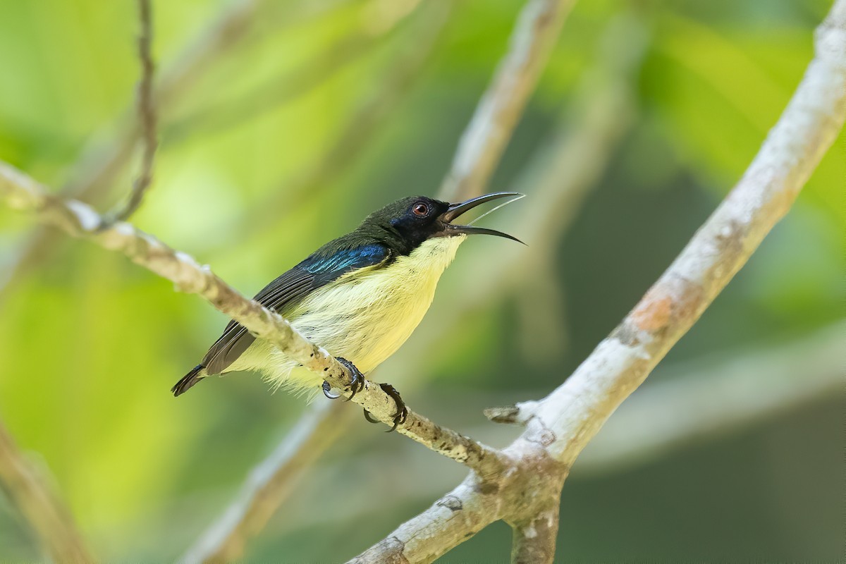 Metallic-winged Sunbird (Bohol) - ML625241410