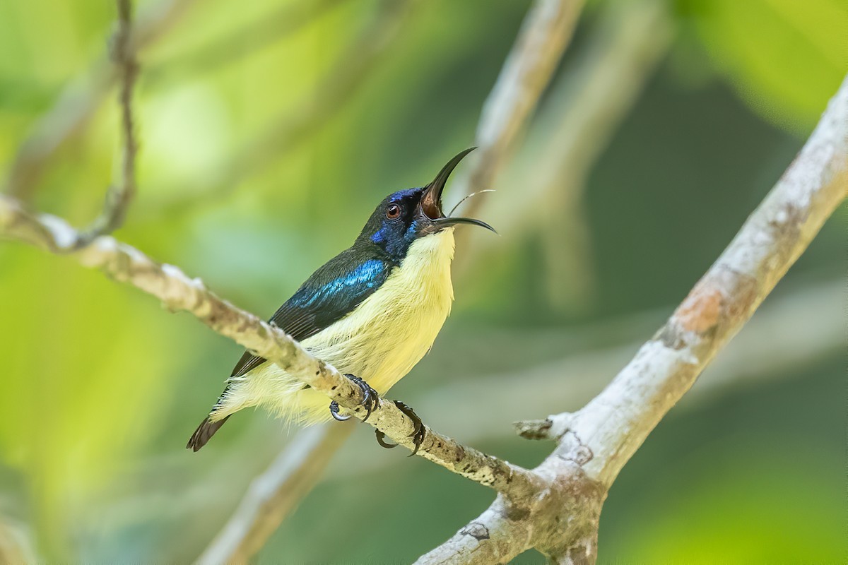 Metallic-winged Sunbird (Bohol) - ML625241411