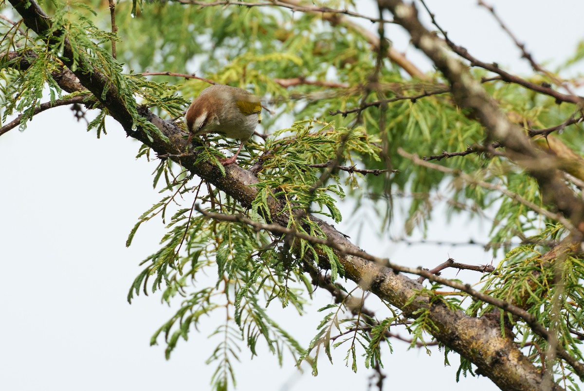 White-browed Crombec - ML625241426