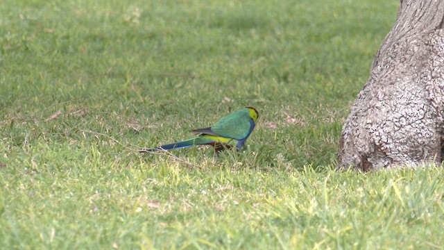 Red-capped Parrot - ML625241462
