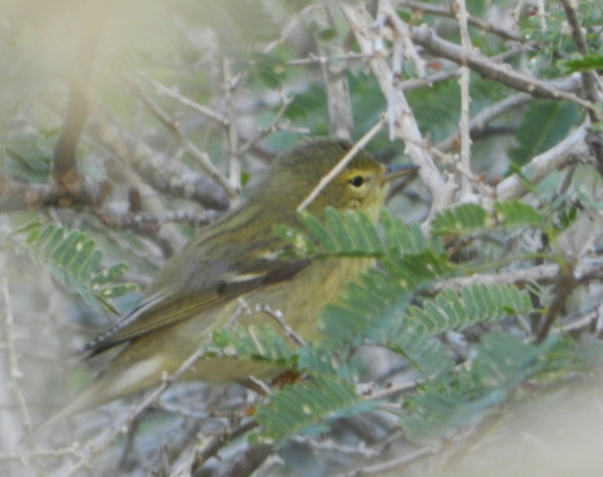 Paruline rayée - ML625241496