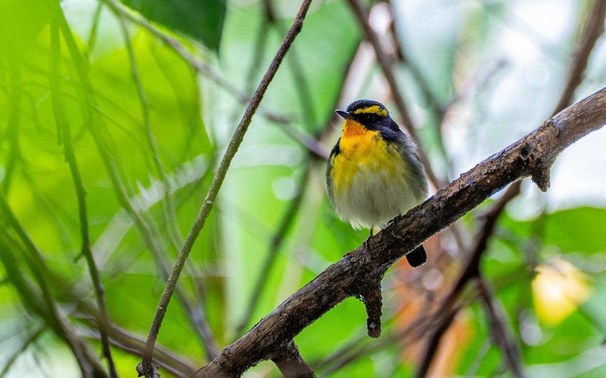 Narcissus Flycatcher - ML625241504