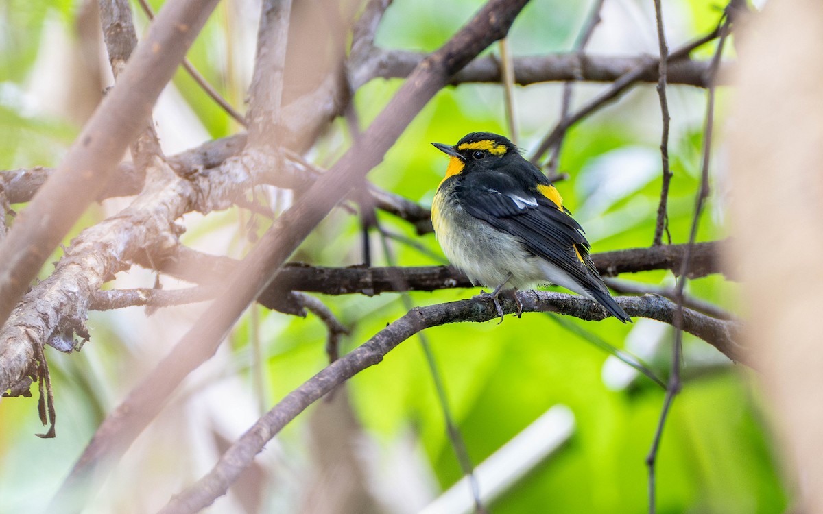 Narcissus Flycatcher - ML625241505