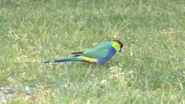 Red-capped Parrot - ML625241605
