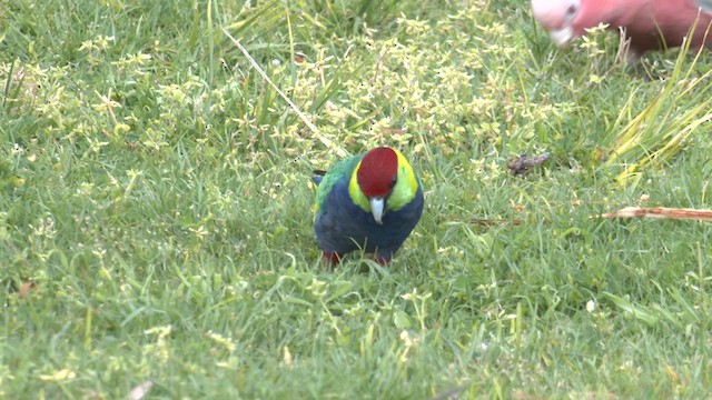 Red-capped Parrot - ML625241606