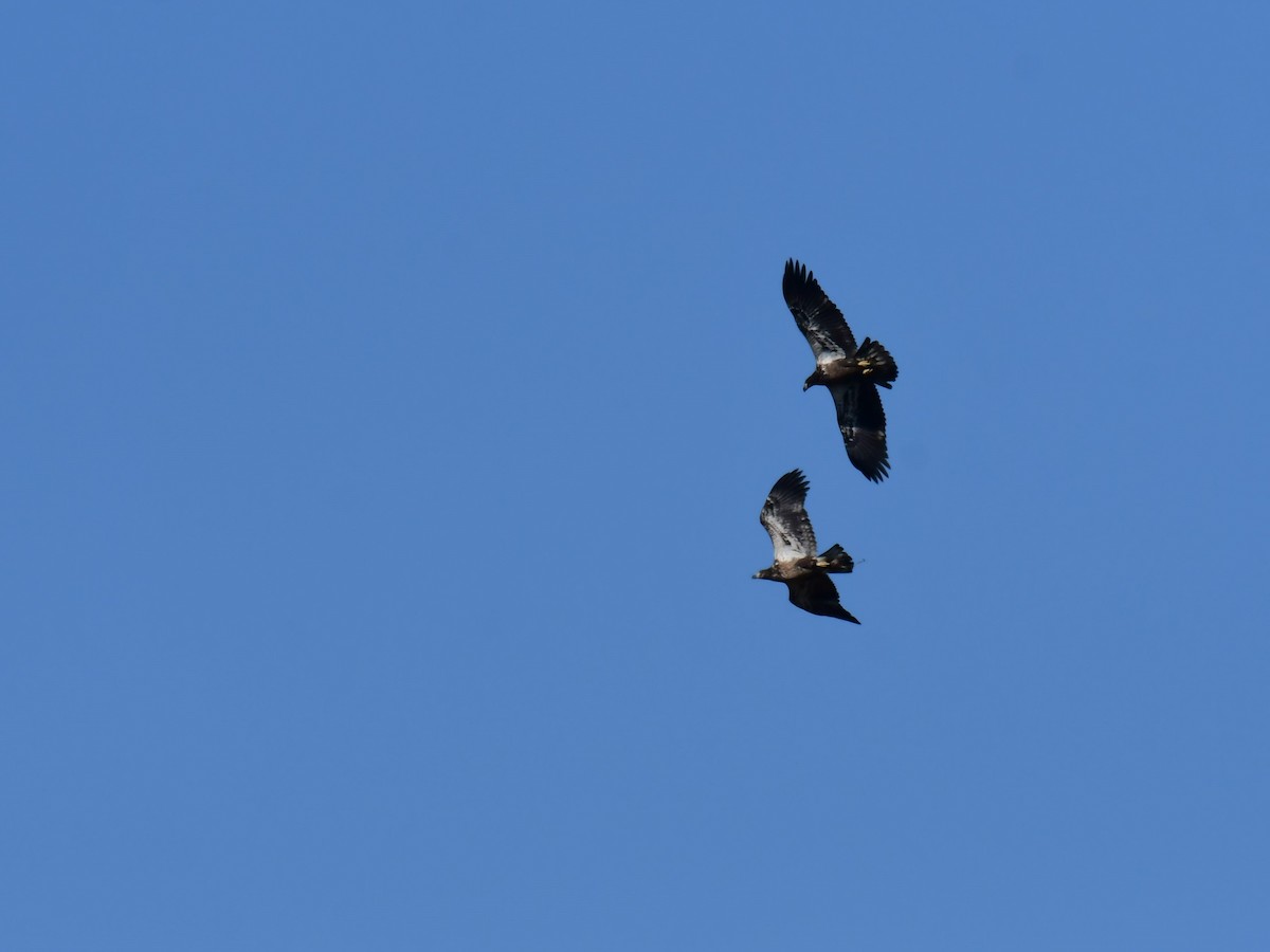 Bald Eagle - ML625241614
