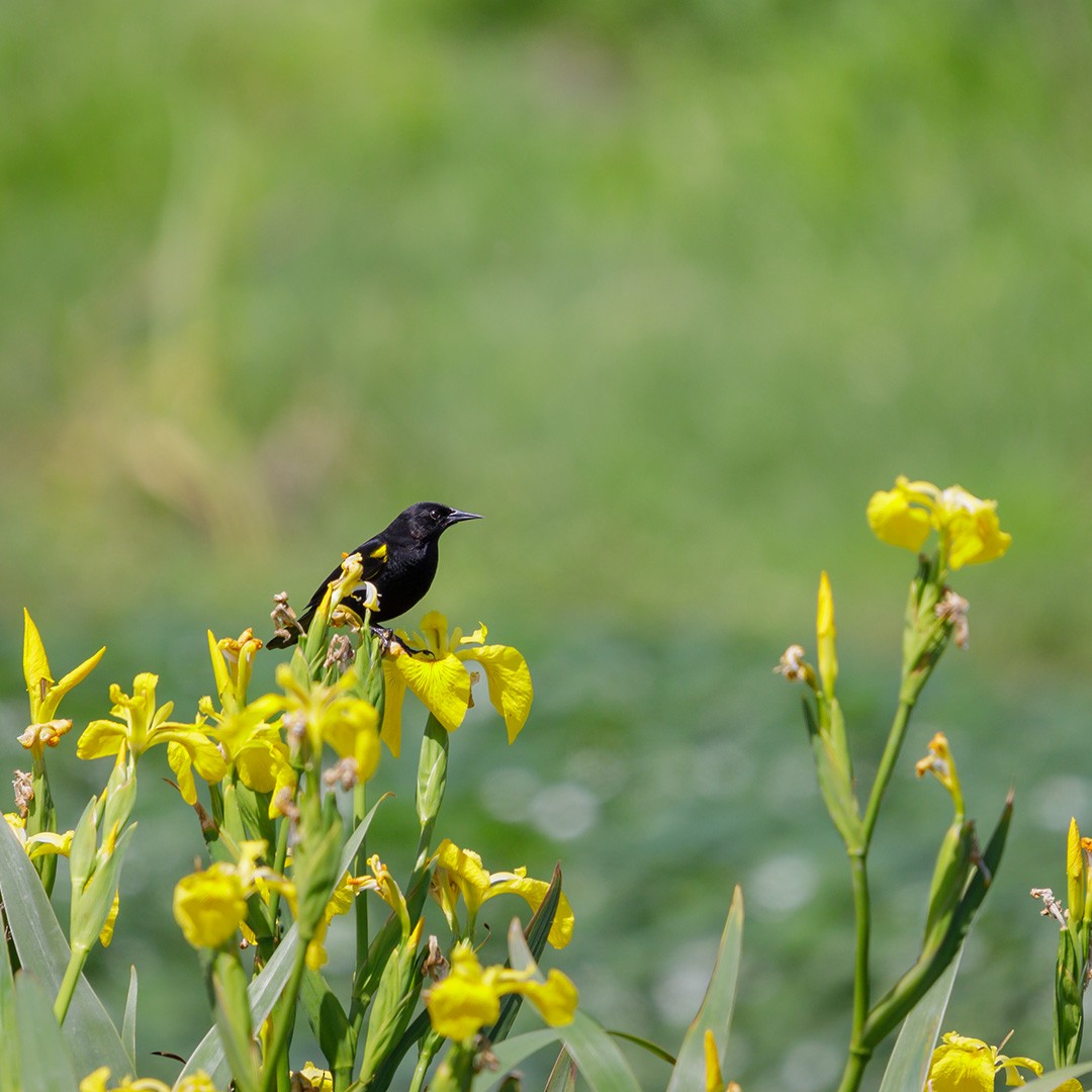 Yellow-winged Blackbird - ML625241645