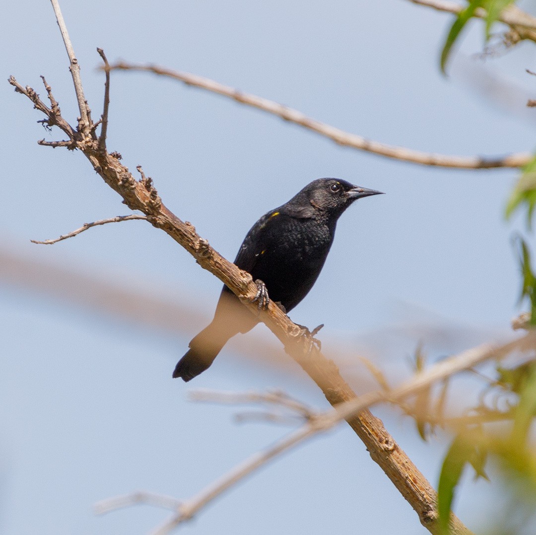 Yellow-winged Blackbird - ML625241646