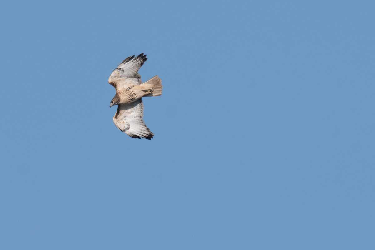Red-tailed Hawk - ML625241742