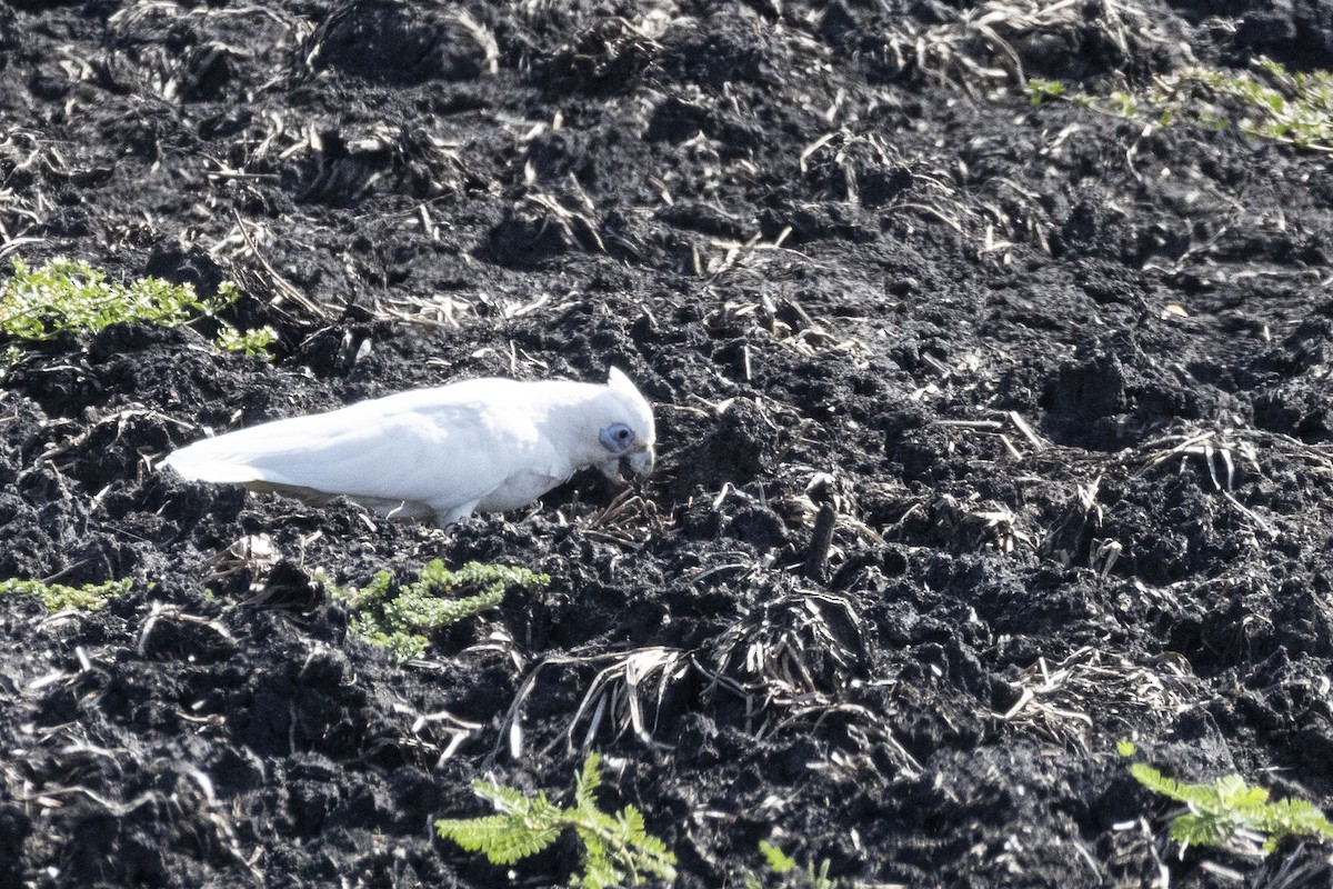 Little Corella - ML625241771