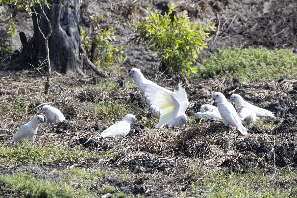 Little Corella - ML625241772