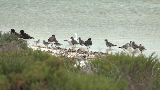 Pacific Golden-Plover - ML625241806