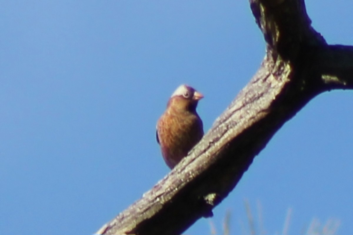Gray-crowned Rosy-Finch - ML625241813