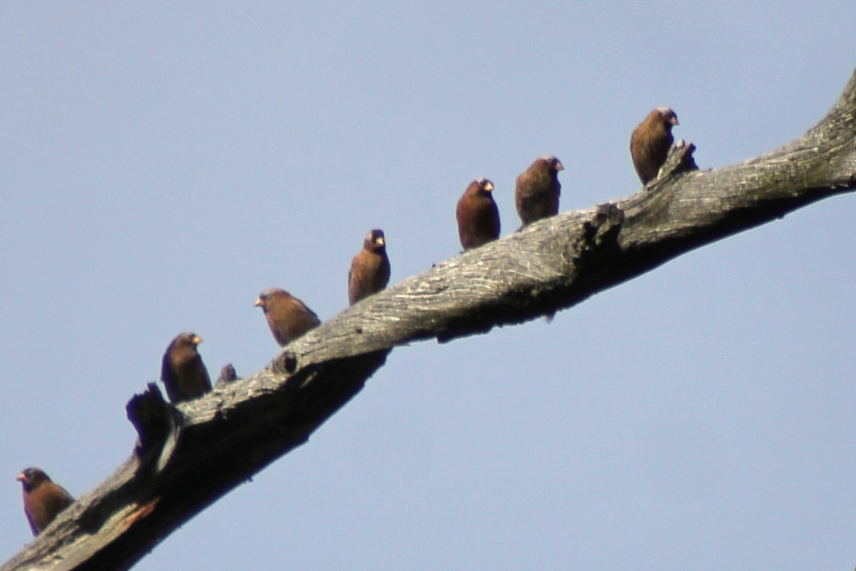 Gray-crowned Rosy-Finch - ML625241816