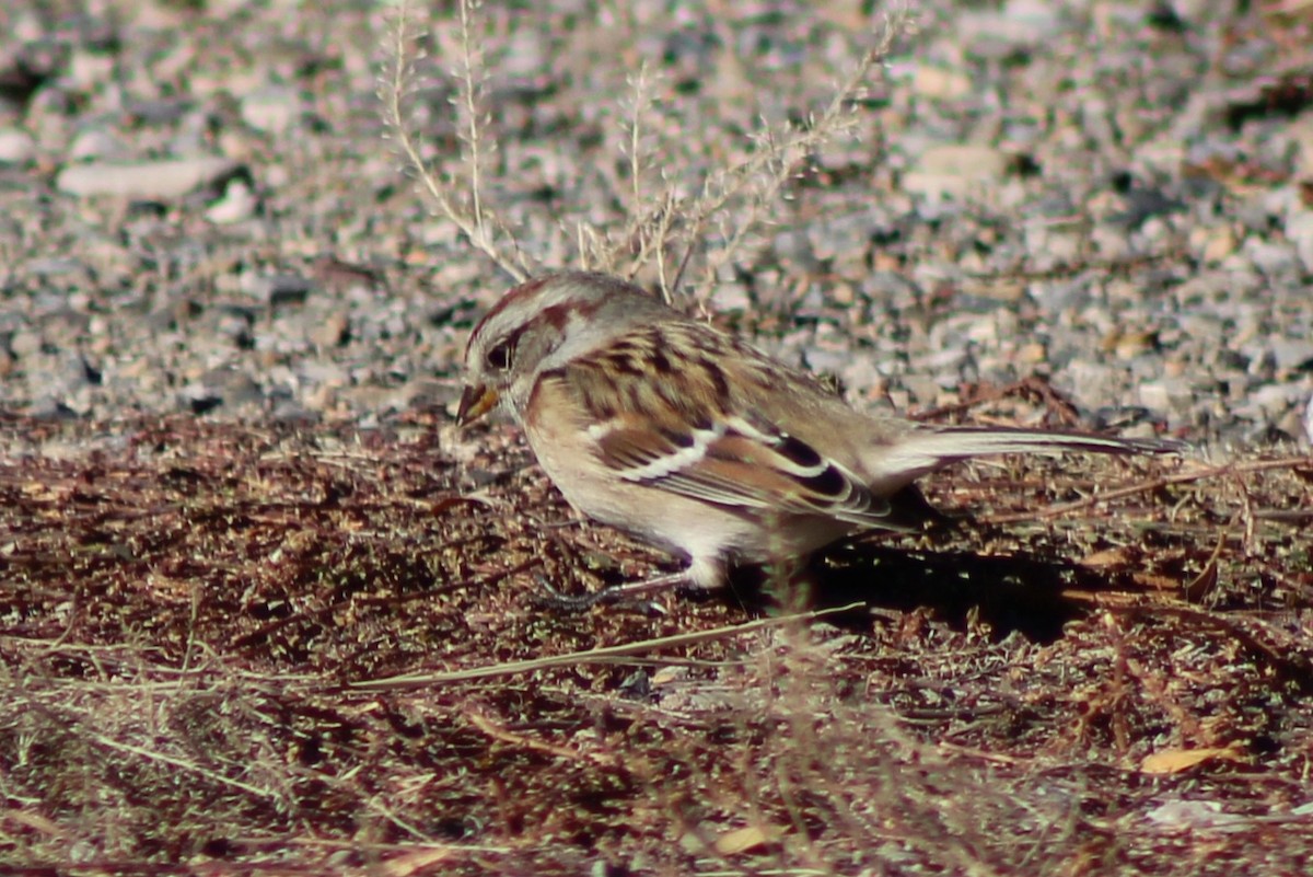 American Tree Sparrow - ML625241817
